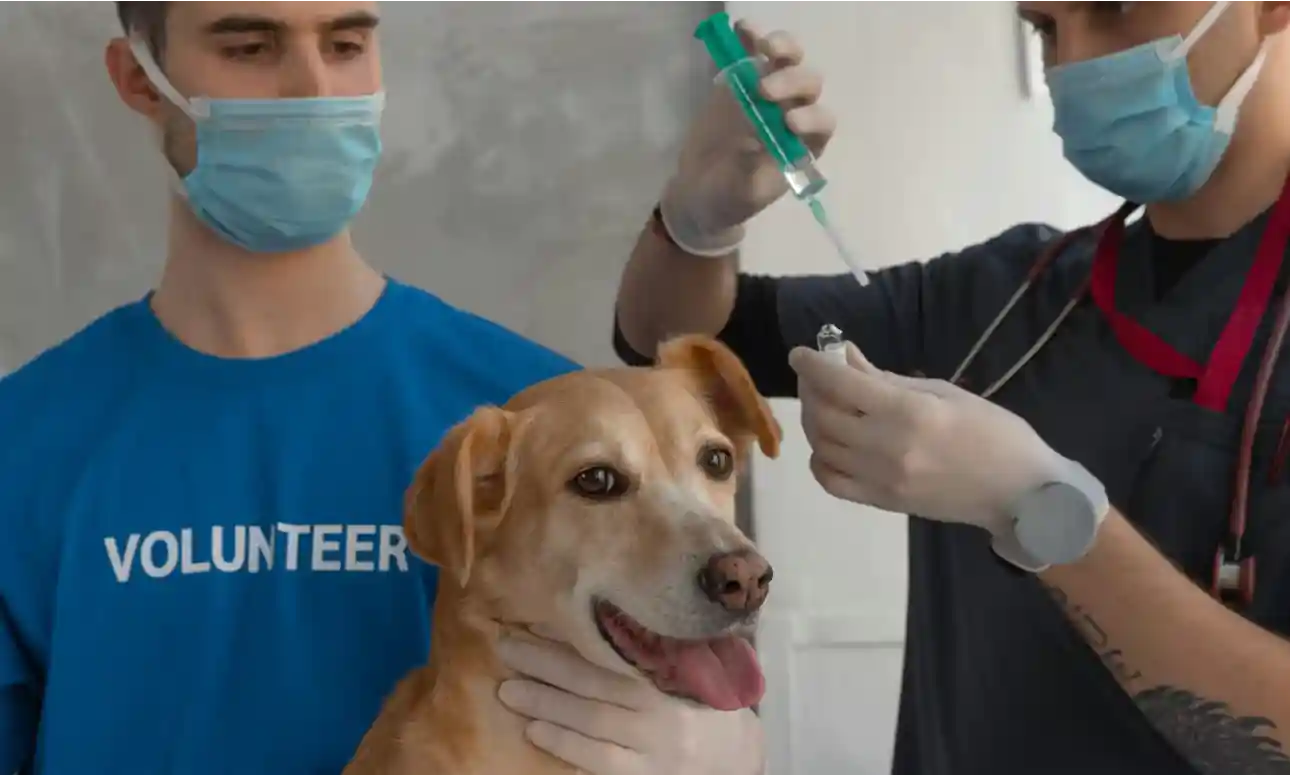 dog with people