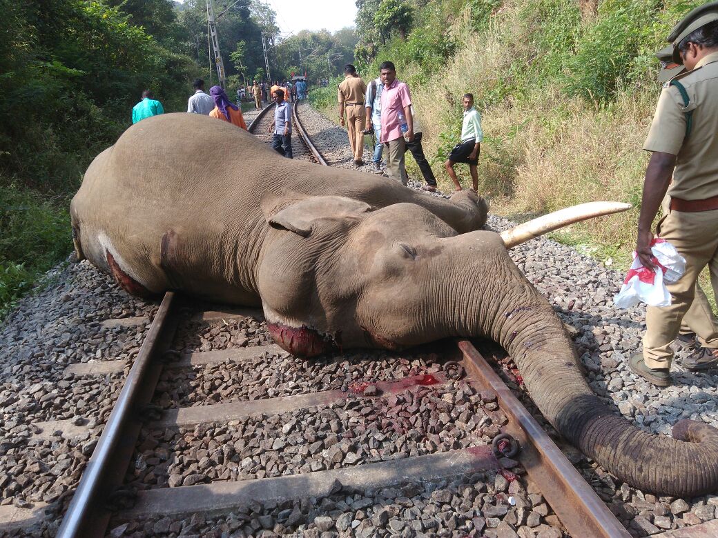 Seven Elephants Killed After Rajdhani Express Collides With Herd in Assam
